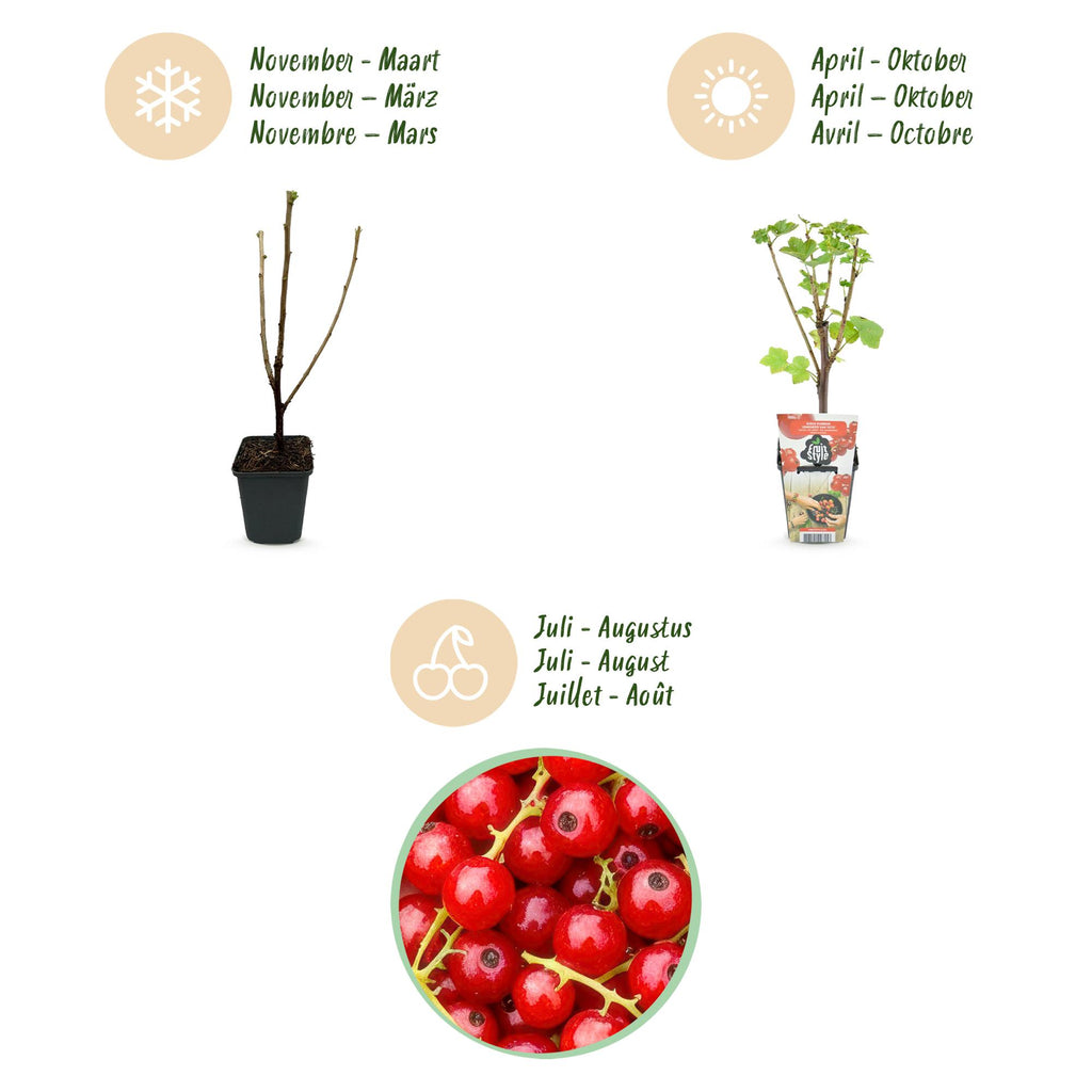 Fruitplanten - Rode Bes - Ribes rubrum Jonkheer van Tets  - Winterhard - 3 Planten - Pot 9 cm - Rode Bes