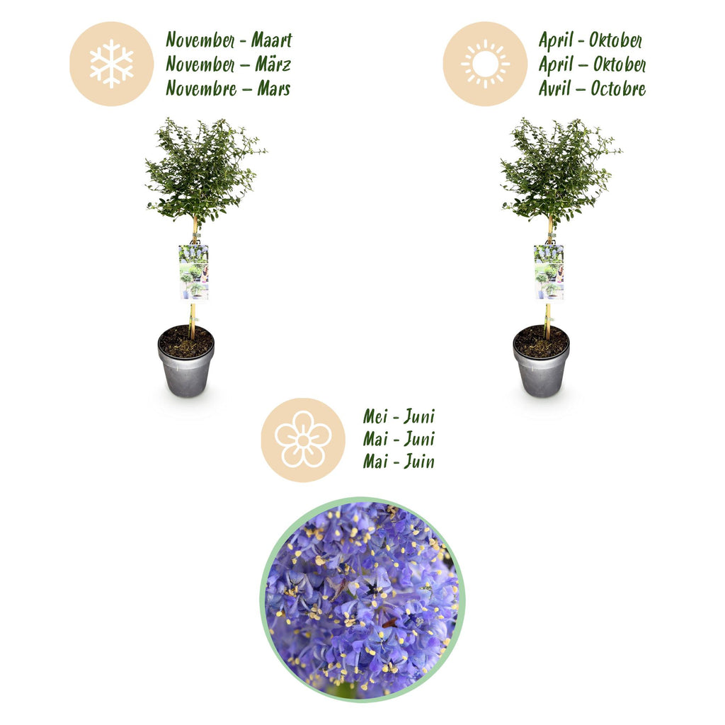 Plant op Stam - Ceanothus thyrsiflorus Repens - Terras Plant - Bladhoudend - Winterhard - Paarse Bloem - Pot 19cm Hoogte 90cm