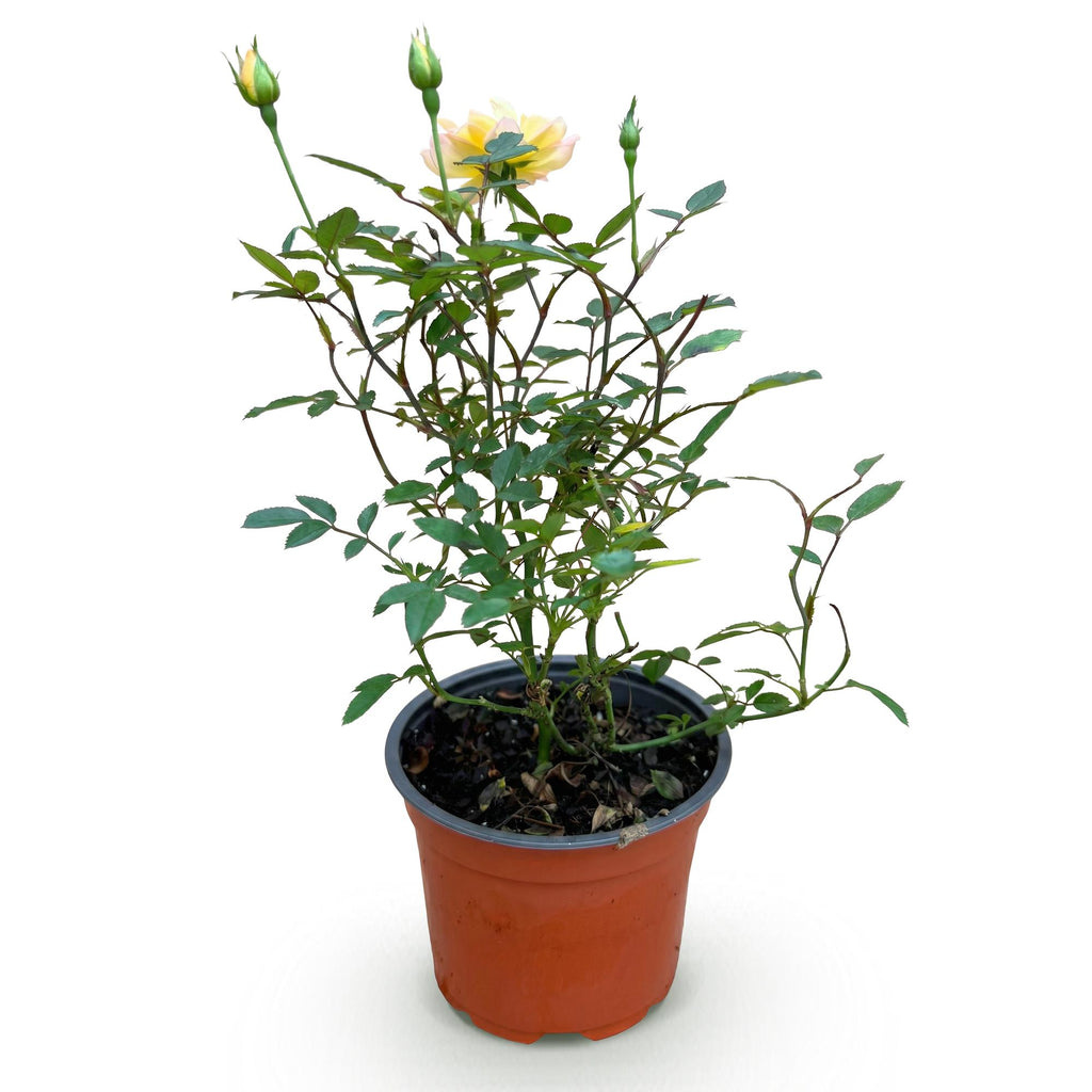 Tuin Roos - Rosa Tricolor Fairy - Roos - Winterhard - Geel-Roze - 1 Plant - Pot 12cm - Hoogte Hoogte 20-25cm