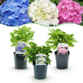 Hortensia - Hydrangea macrophylla Tricolour - Bloem Blauw, Roze en Wit  - 3 Planten - Bladverliezend - Weinig Onderhoud - Pot 17cm Hoogte 30cm