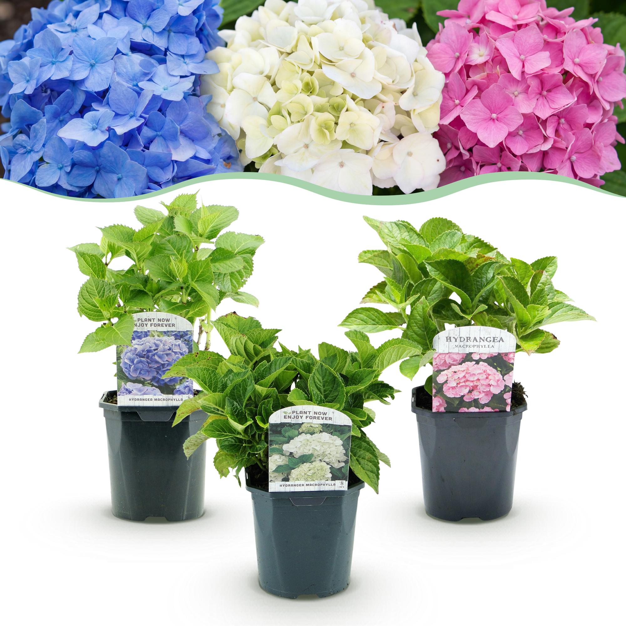 Hortensia - Hydrangea macrophylla Tricolour - Bloem Blauw, Roze en Wit  - 3 Planten - Bladverliezend - Weinig Onderhoud - Pot 17cm Hoogte 30cm