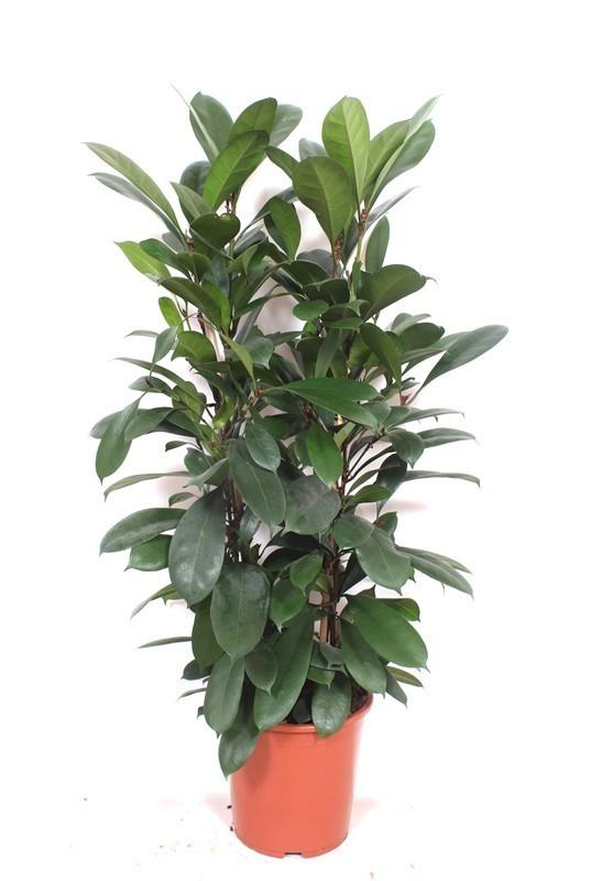 Ficus Cyathistipula - 100 cm