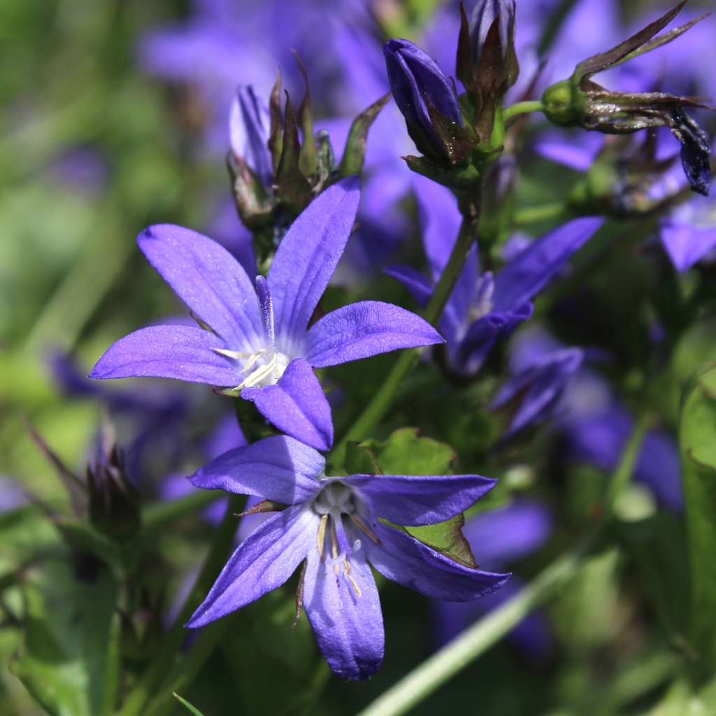 60x Campanula poscharskyana - ↕10-25cm - Ø9cm