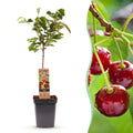 Fruitboom - Prunus avium Regina - Kersenboom - Winterhard - Donker Rode Bes - 1 Plant - Pot 21cm - Hoogte 90cm