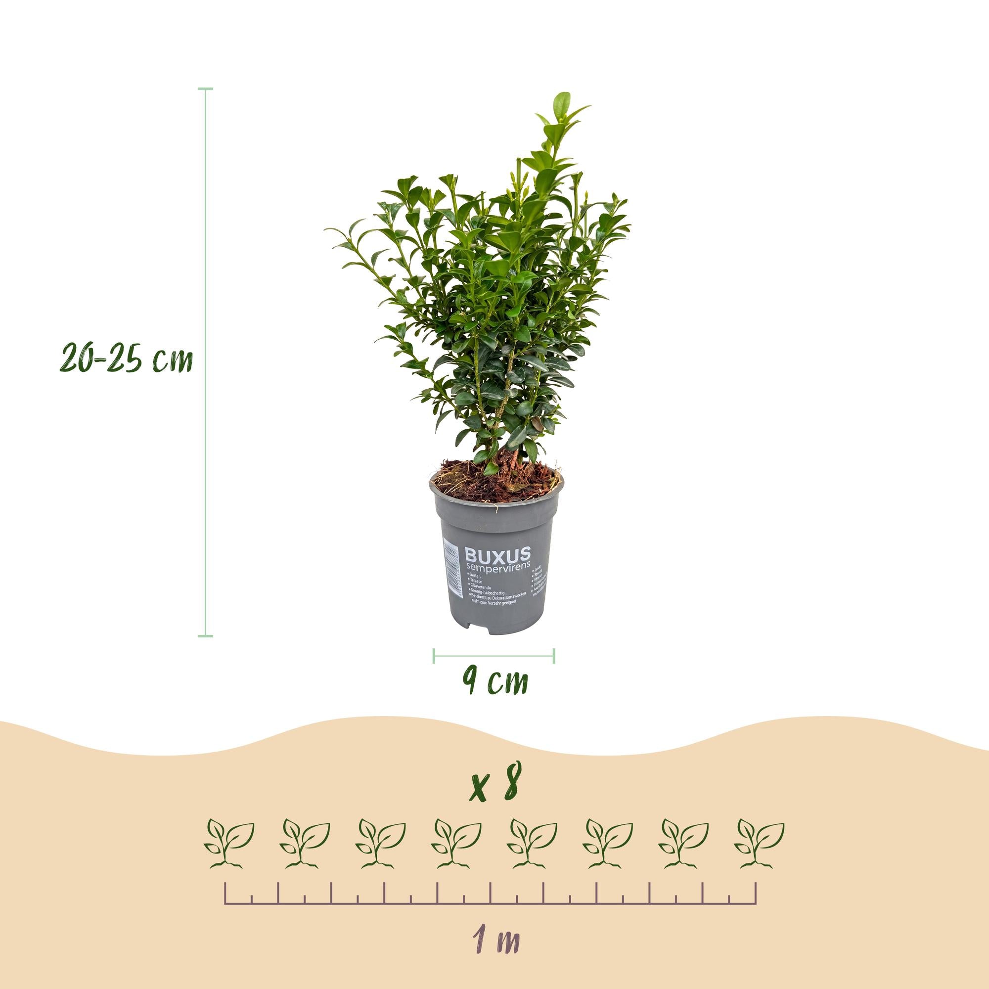 16x Buxus sempervirens - Palmboompje - Haagplanten - Groenblijvend - Groen - Pot 9cm - Hoogte 20-25cm