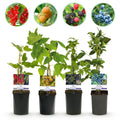 Fruit planten mix - Rode Bes, Gele Framboos, Zwarte Braam, Blauwe bes - 4 planten - Pot 11cm Hoogte 40cm