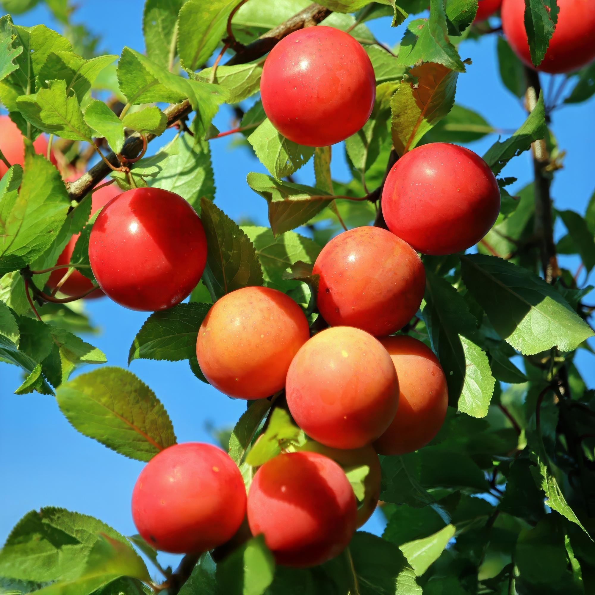 Fruitboom - Prunus domestica Victoria - Appelboom - Winterhard - Roze-Oranje Appel - 1 Plant - Pot 21cm - Hoogte 90cm