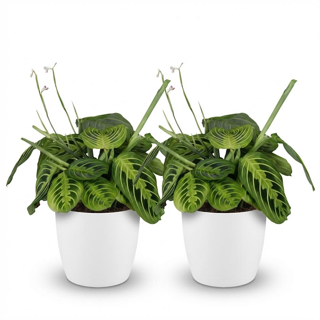 Kamerplant - Maranta Fascinator Lemon Lime - Gebedsplant - Huisdiervriendelijke Plant - Groen - 2 Planten - met Potter Wit - Pot 12cm - Hoogte 25cm