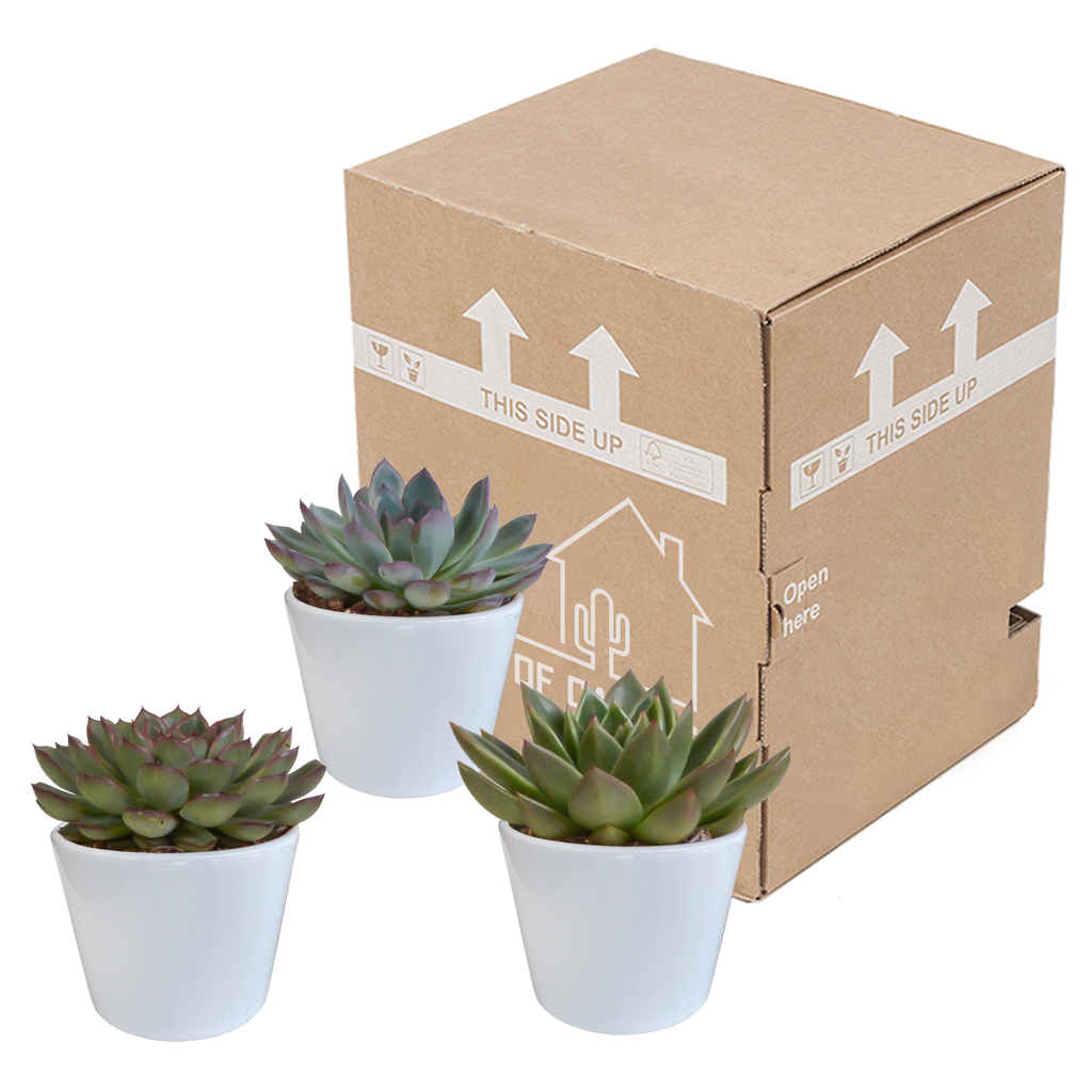 Echeveria mix 10.5 cm - 3x - in witte pot