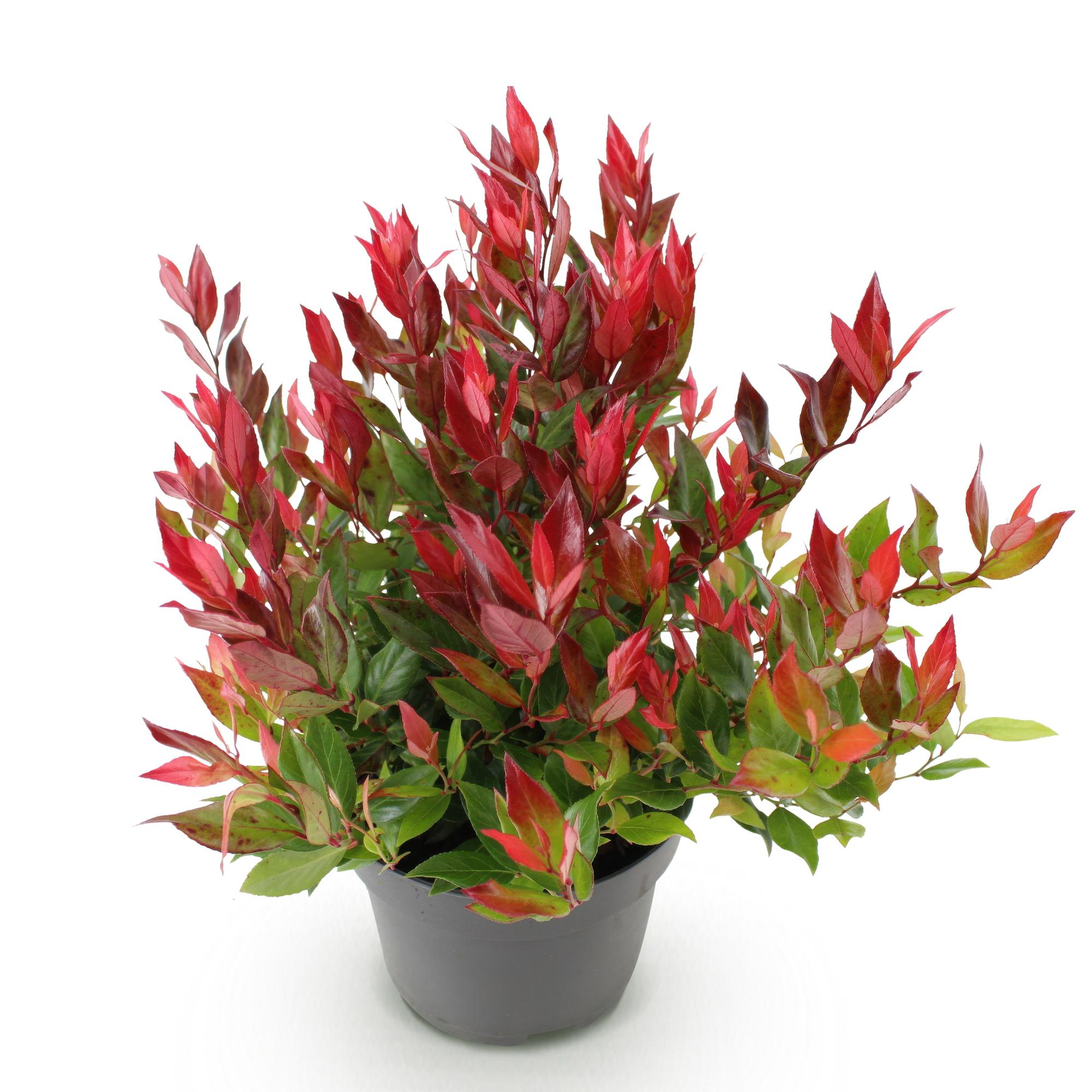 Tuinplant - Leucothoe Little Flame - Rood - 1 Plant - Groenblijvend - Weinig Onderhoud - Pot 17cm Hoogte 40cm