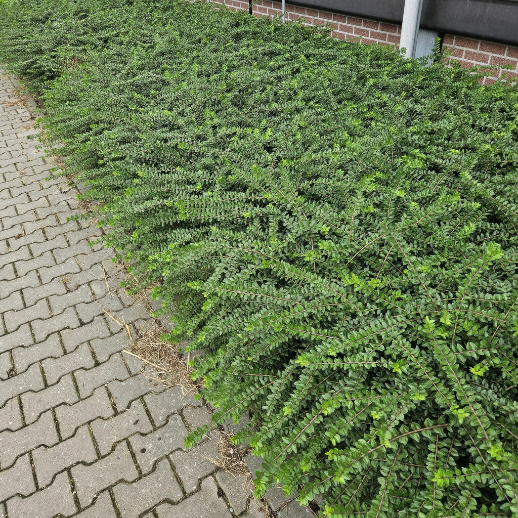 24x Lonicera nit. 'Maigrün' - ↕10-25cm - Ø9cm