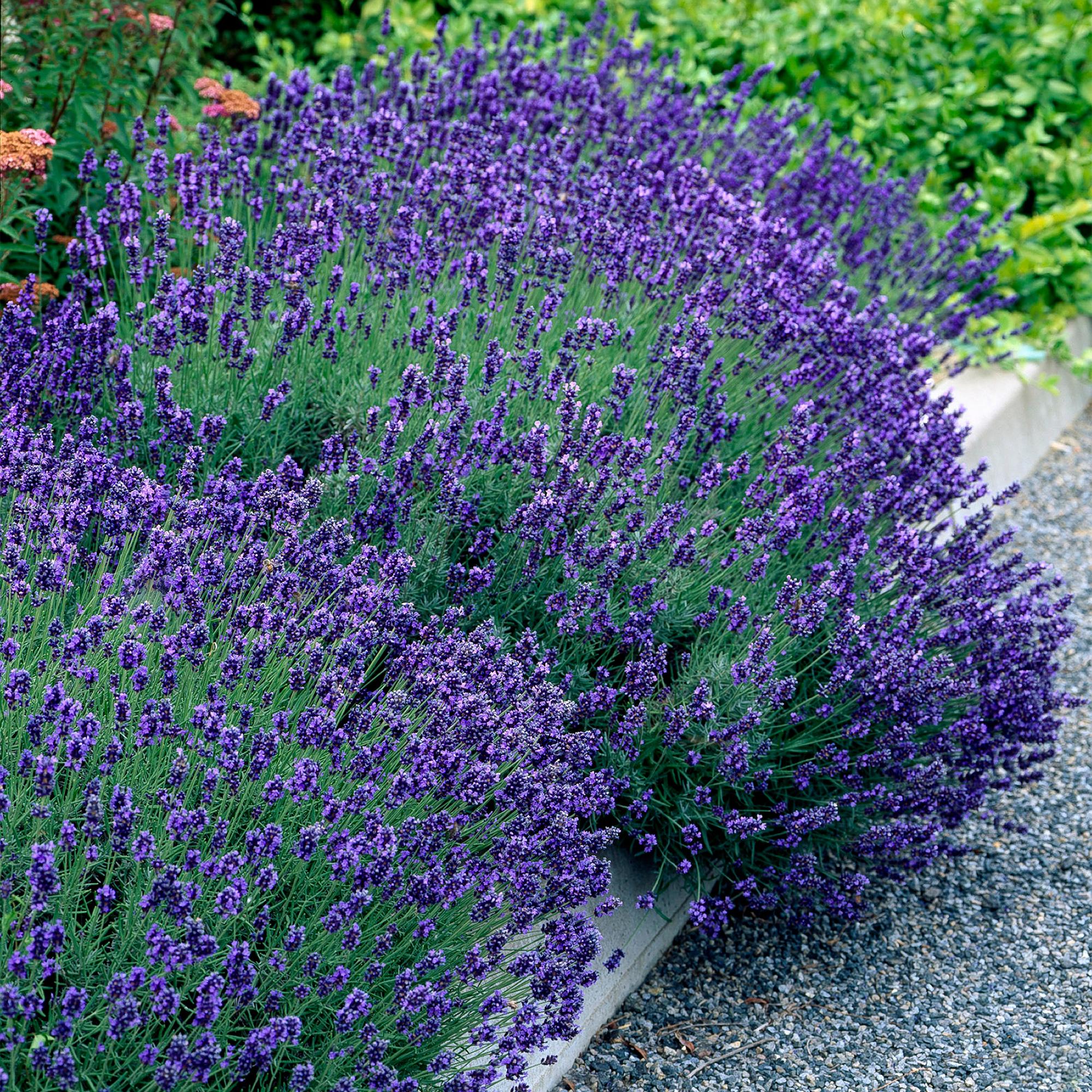 Tuinplant - Lavandula angustifolia Hidcote - Lavendel - Winterhard - Paars - 6 Planten - Pot 12cm - Hoogte 15-25cm
