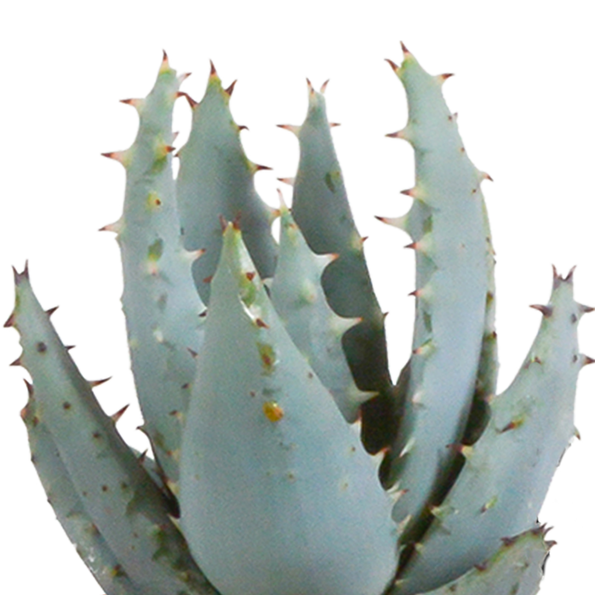 Cactus en vetplanten mix 5.5 cm | 15 stuks - in witte pot
