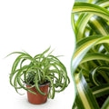 Kamerplant - Chlorophytum comosum Bonnie - Krullende Graslelie - Huisdiervriendelijke Plant - Groen - 1 Plant - Pot 12cm - Hoogte 20cm
