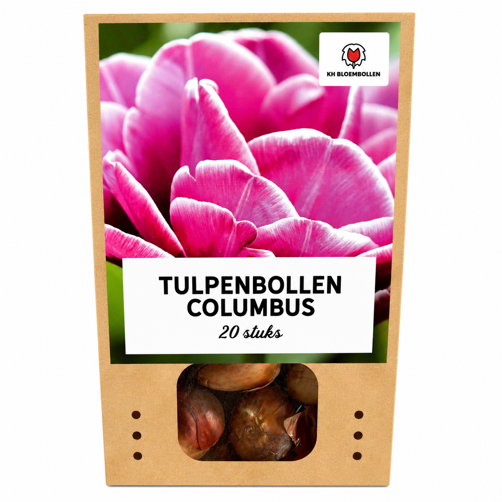 Tulpenbollen Columbus – 20 Stuks | KH Bloembollen® | Roze-Witte Dubbele Pioentulp – Elegant & Vol – Voor Tuin of Pot – Maat 11/12 – Vers van de Teler!