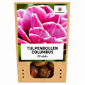 Tulpenbollen Columbus – 20 Stuks | KH Bloembollen® | Roze-Witte Dubbele Pioentulp – Elegant & Vol – Voor Tuin of Pot – Maat 11/12 – Vers van de Teler!