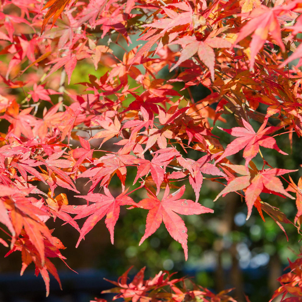 Terrasplant - Japanse Esdoorn - Acer palmatum Shaina - Rood - 1 Plant - Bladverliezend - Pot 19cm Hoogte 70cm