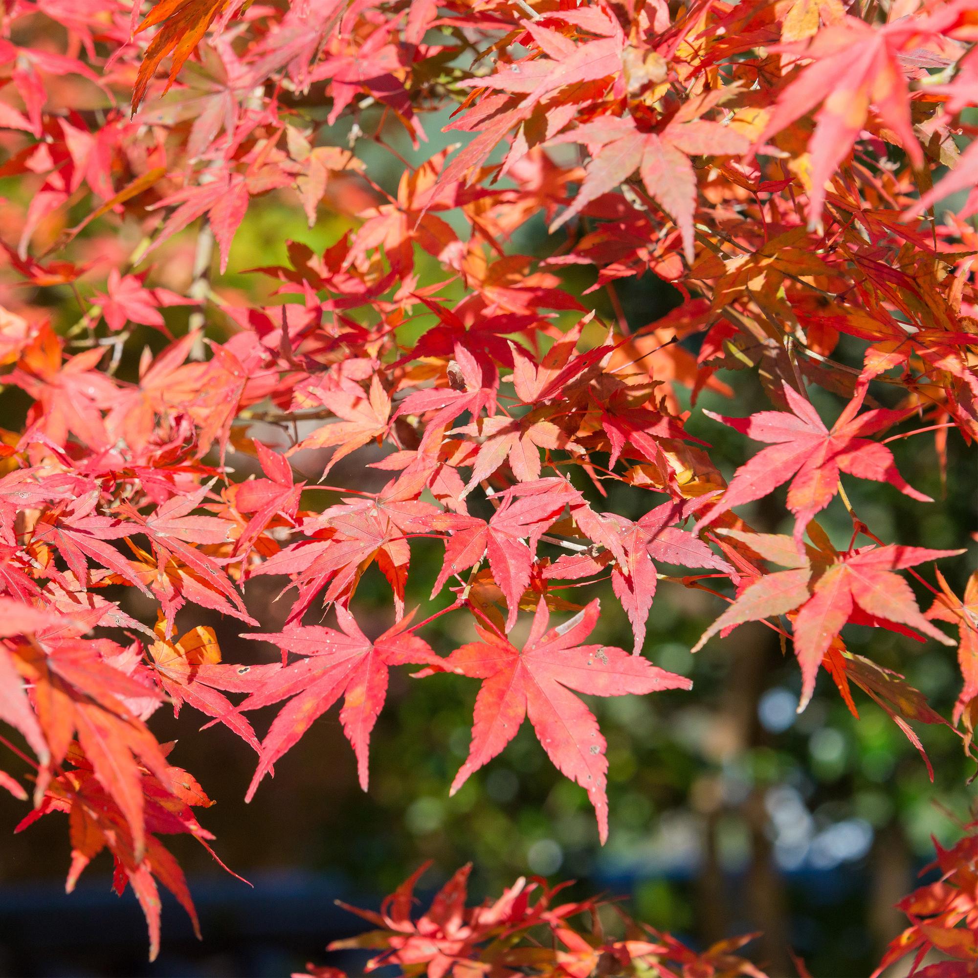 Terrasplant - Japanse Esdoorn - Acer palmatum Shaina - Rood - 1 Plant - Bladverliezend - Pot 19cm Hoogte 70cm