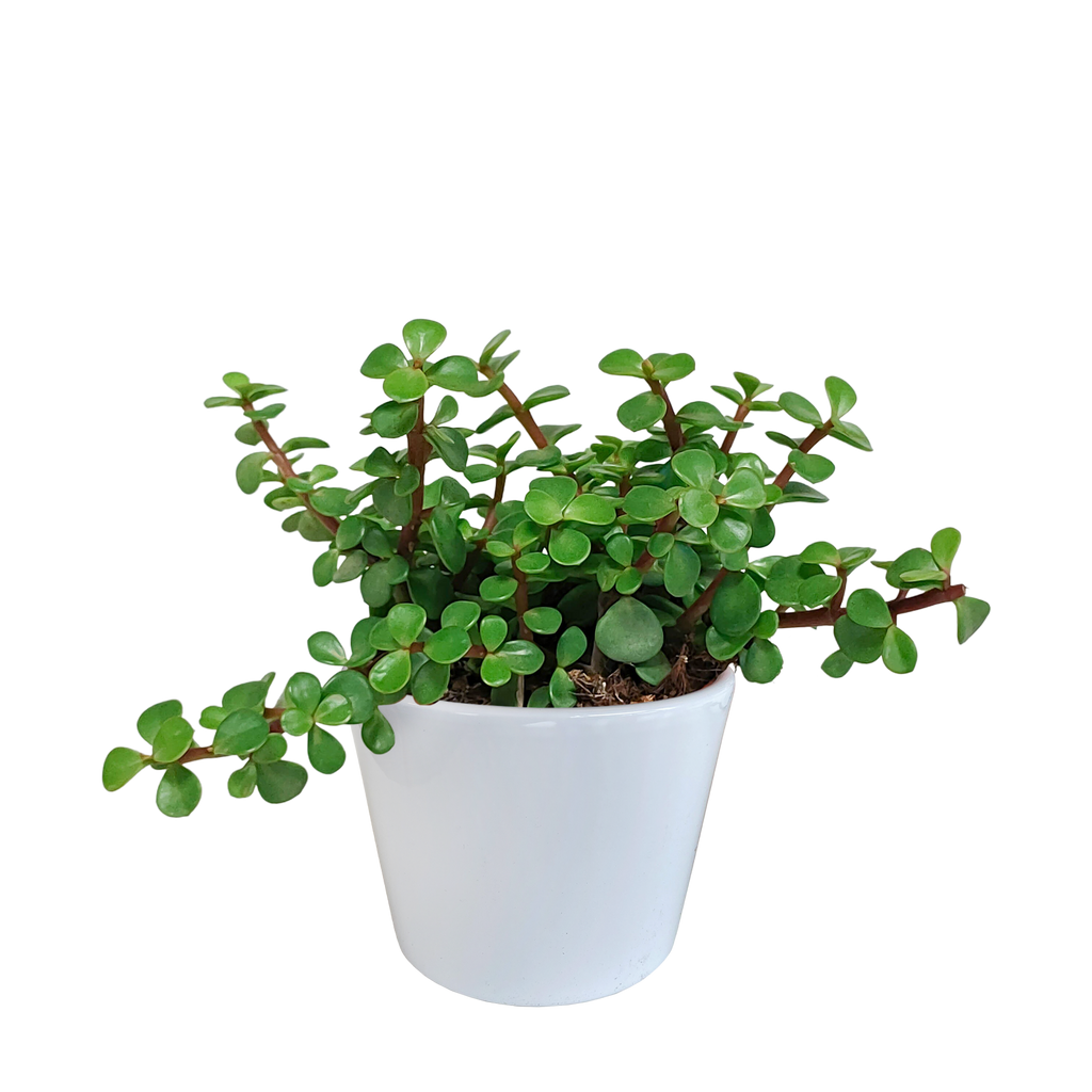 Portulacaria afra - in witte pot