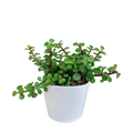 Portulacaria afra - in witte pot