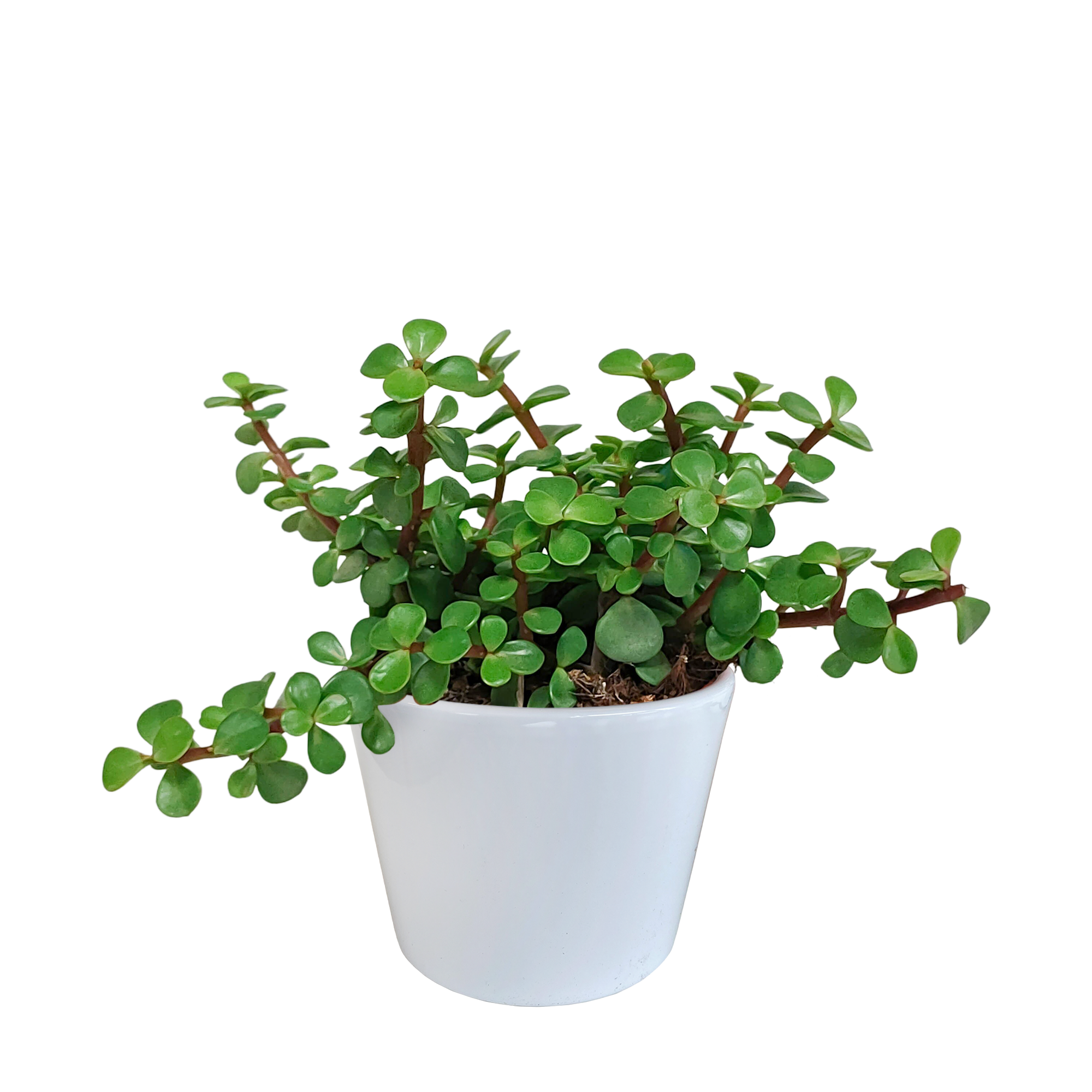 Portulacaria afra - in witte pot
