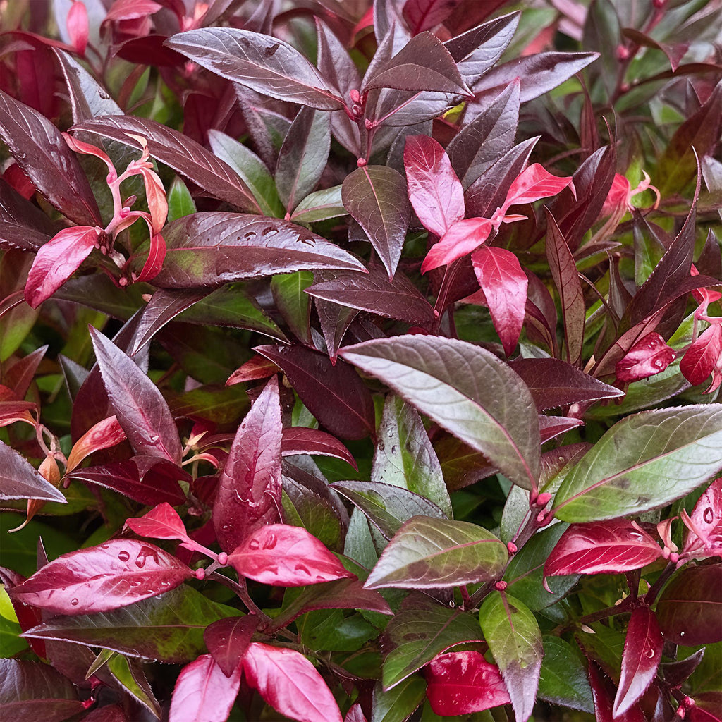 Tuinplant - Leucothoe Zeblid - Rood - 1 Plant - Groenblijvend - Weinig Onderhoud - Pot 17cm Hoogte 45cm