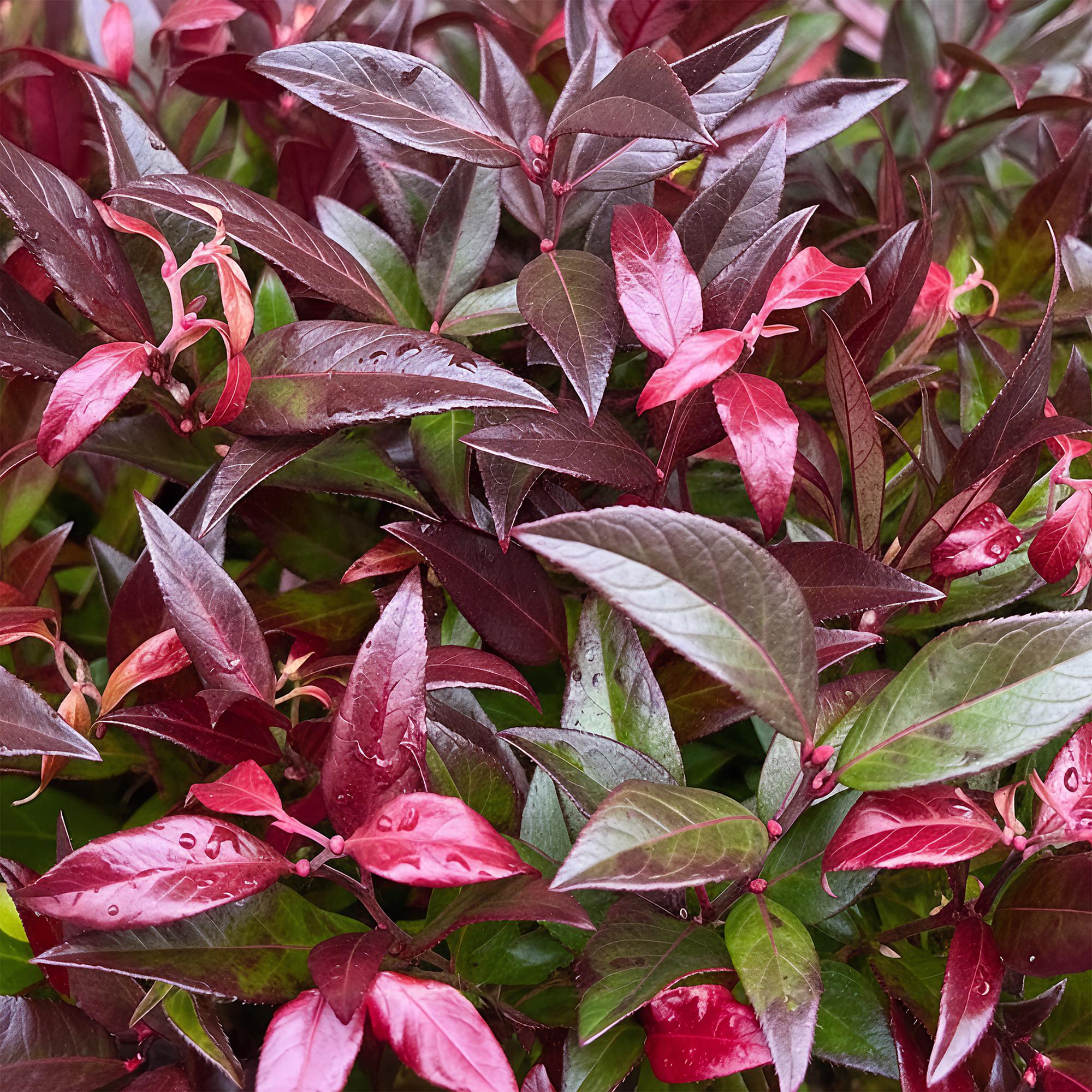 Tuinplant - Leucothoe Zeblid - Rood - 1 Plant - Groenblijvend - Weinig Onderhoud - Pot 17cm Hoogte 45cm