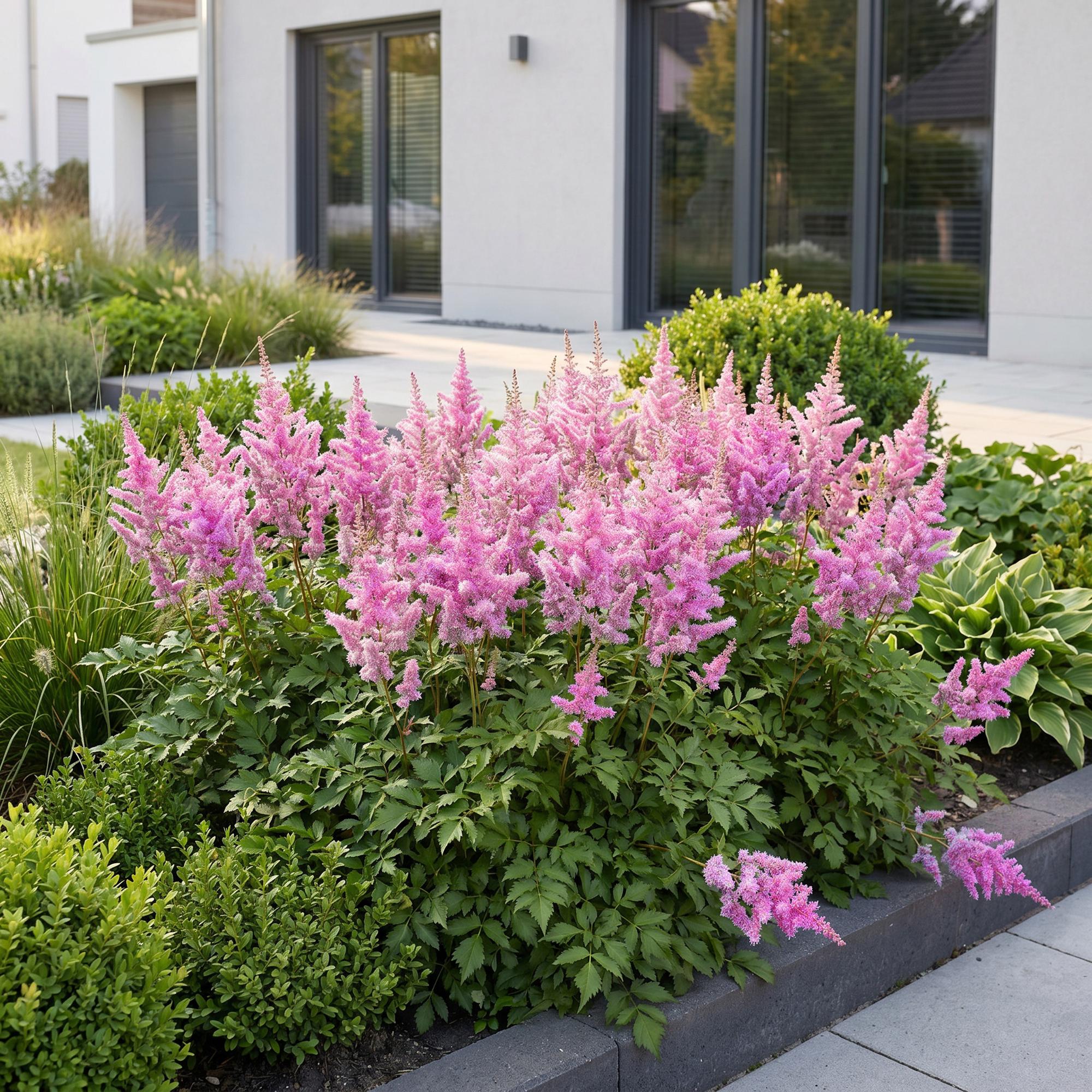 Vasteplant - Astilbe chin. Pumila - Pluimspirea - Schaduw - Paars - 12 Planten - Pot 11cm - Hoogte 15-25cm