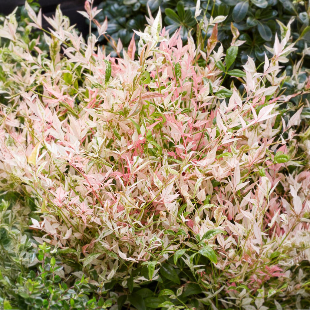 Tuinplant - Nandina Twilight - Bont & Roze - 1 Plant - Groenblijvend - Weinig Onderhoud - Pot 17cm Hoogte 45cm