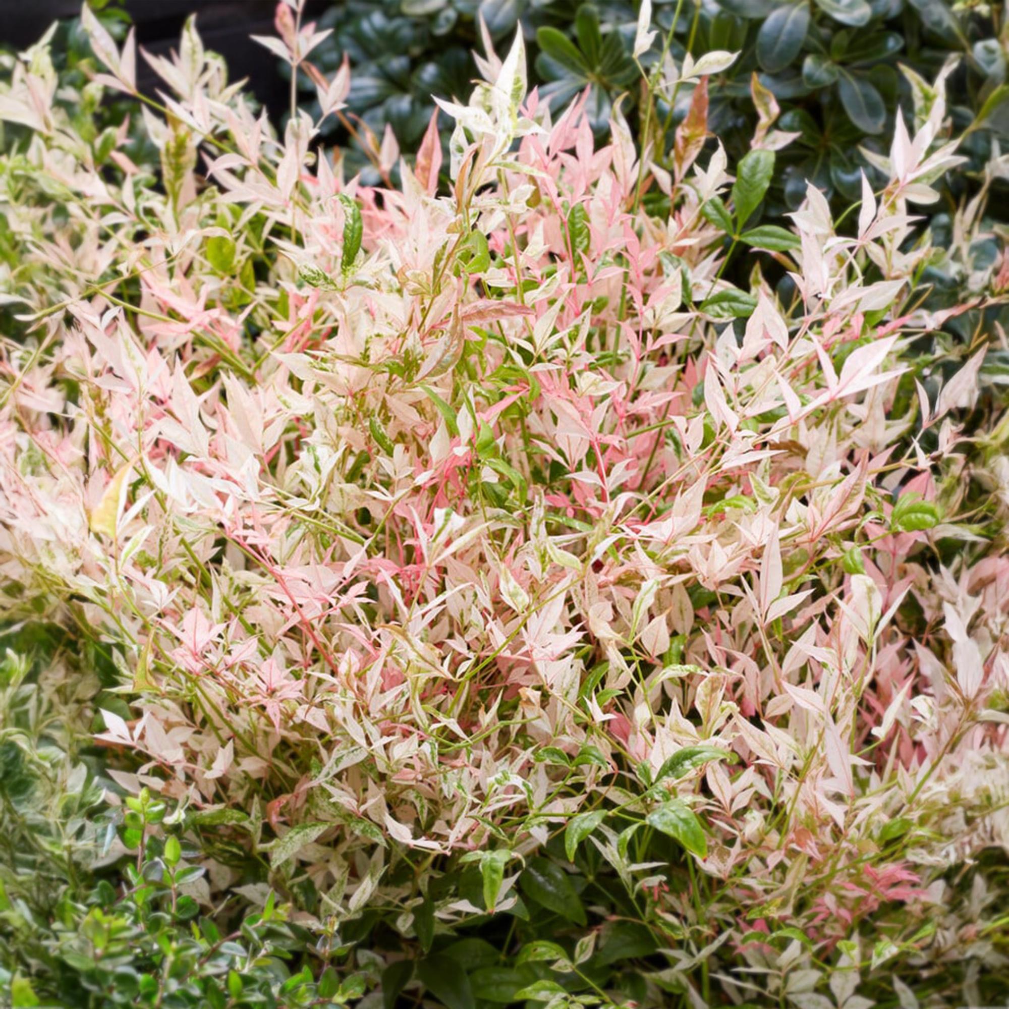 Tuinplant - Nandina Twilight - Bont & Roze - 1 Plant - Groenblijvend - Weinig Onderhoud - Pot 17cm Hoogte 45cm