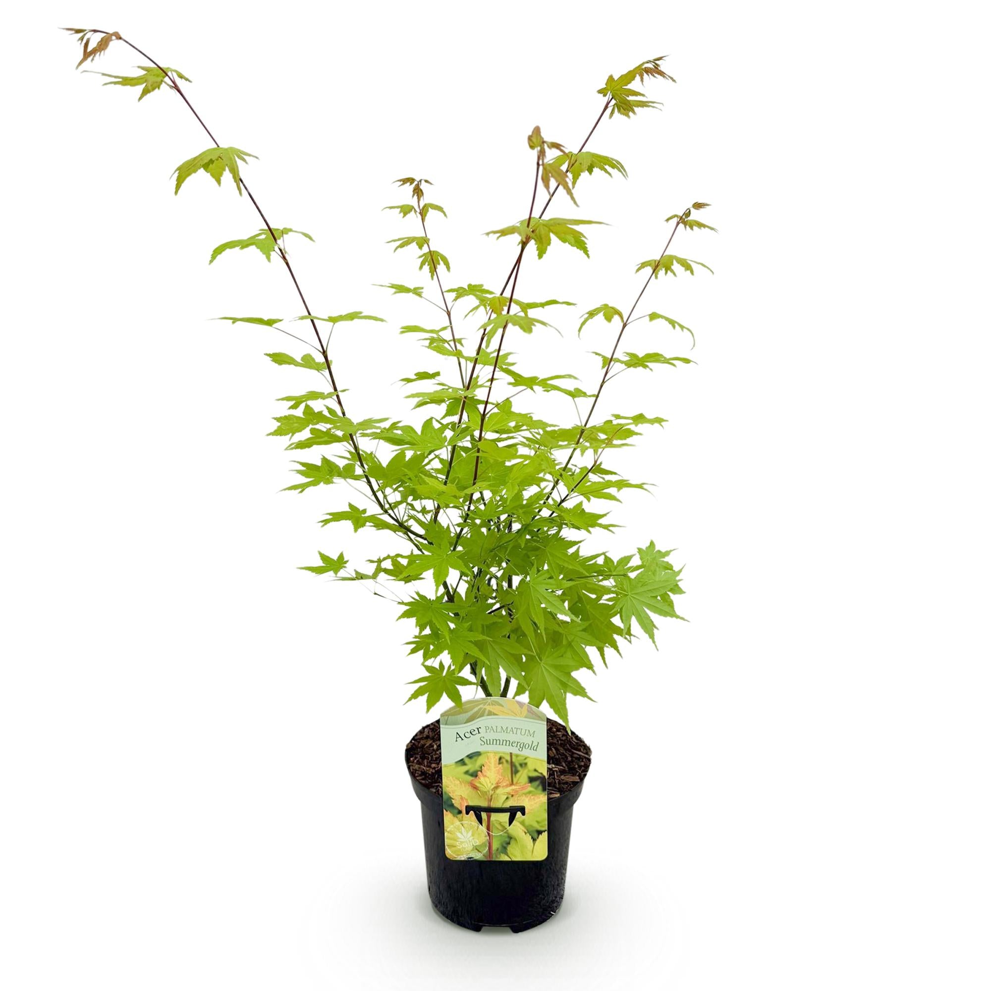 Terrasplant - Japanse Esdoorn - Acer palmatum Summergold - Geel - 1 Plant - Bladverliezend - Pot 19cm Hoogte 70cm