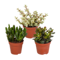 Crassula mix 8.5 cm - zonder pot - 3x