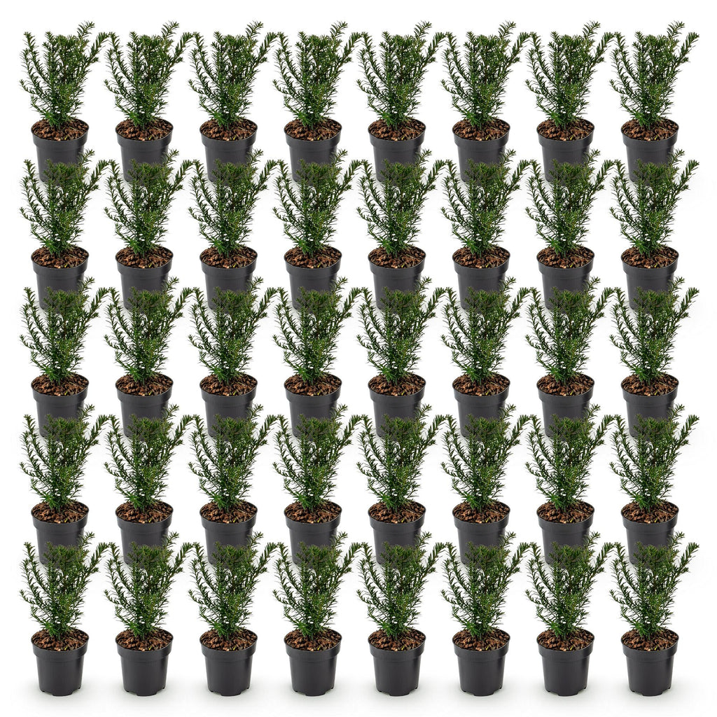 40x Taxus baccata - Venijnboom - Haagplanten - Groenblijvend - Groen - Pot 9cm - Hoogte 20-30cm