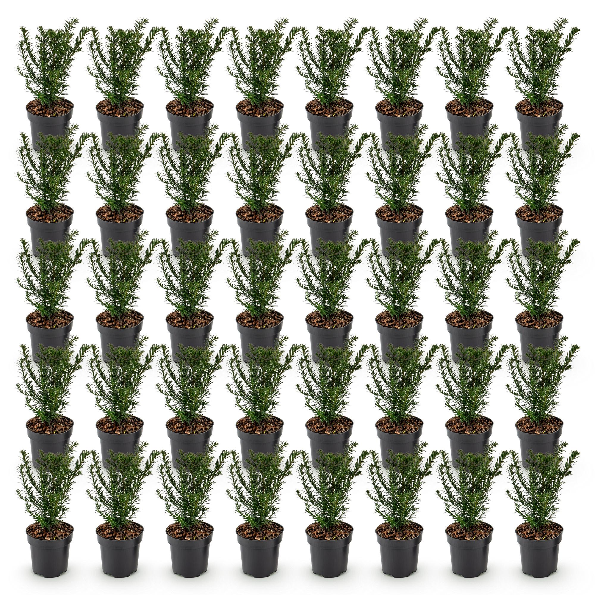 40x Taxus baccata - Venijnboom - Haagplanten - Groenblijvend - Groen - Pot 9cm - Hoogte 20-30cm