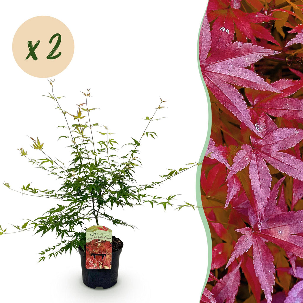 Terrasplant - Japanse Esdoorn - Acer palmatum Pink Dwarf - Roze - 2 Planten - Bladverliezend - Pot 19cm Hoogte 70cm