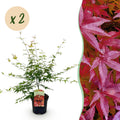 Terrasplant - Japanse Esdoorn - Acer palmatum Pink Dwarf - Roze - 2 Planten - Bladverliezend - Pot 19cm Hoogte 70cm