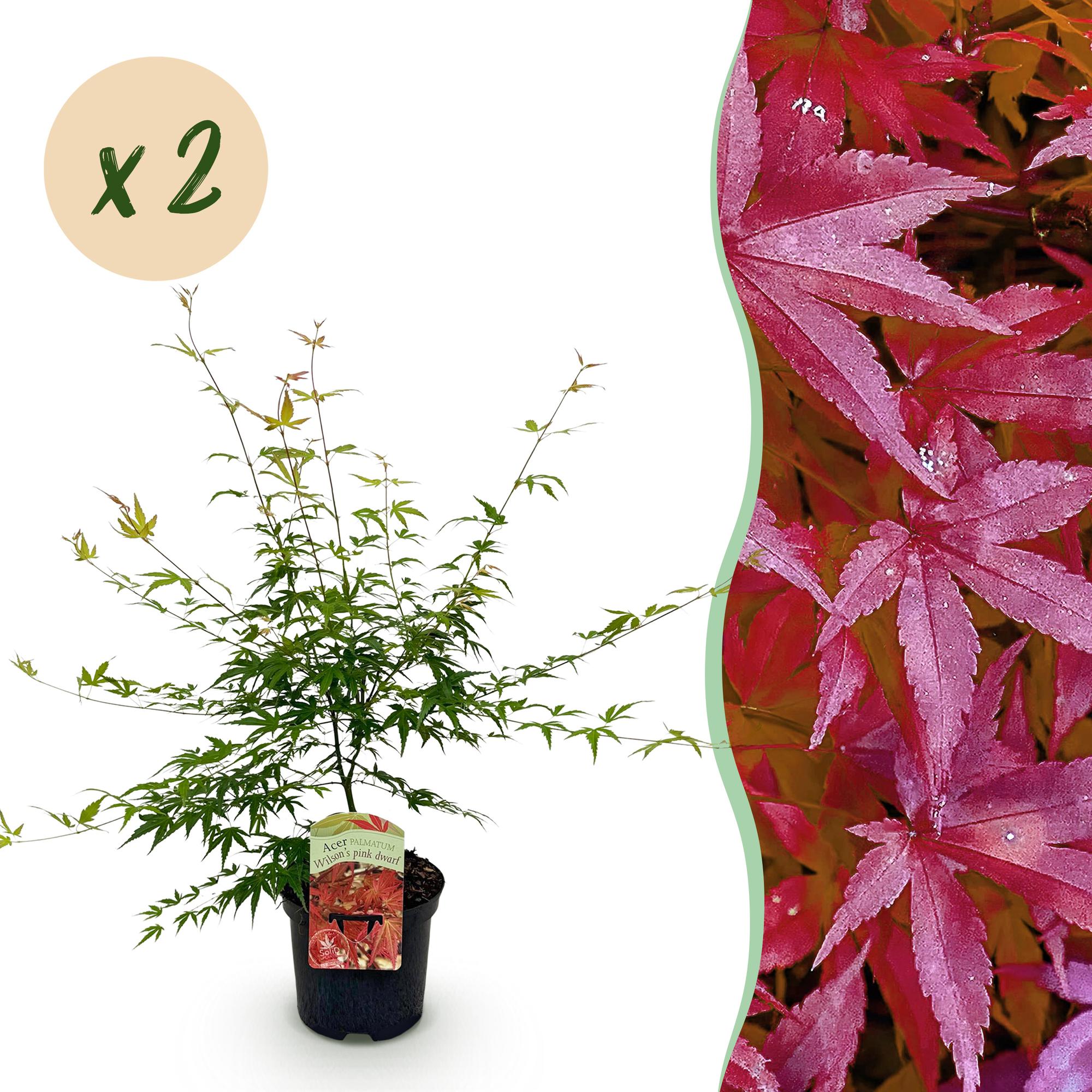 Terrasplant - Japanse Esdoorn - Acer palmatum Pink Dwarf - Roze - 2 Planten - Bladverliezend - Pot 19cm Hoogte 70cm
