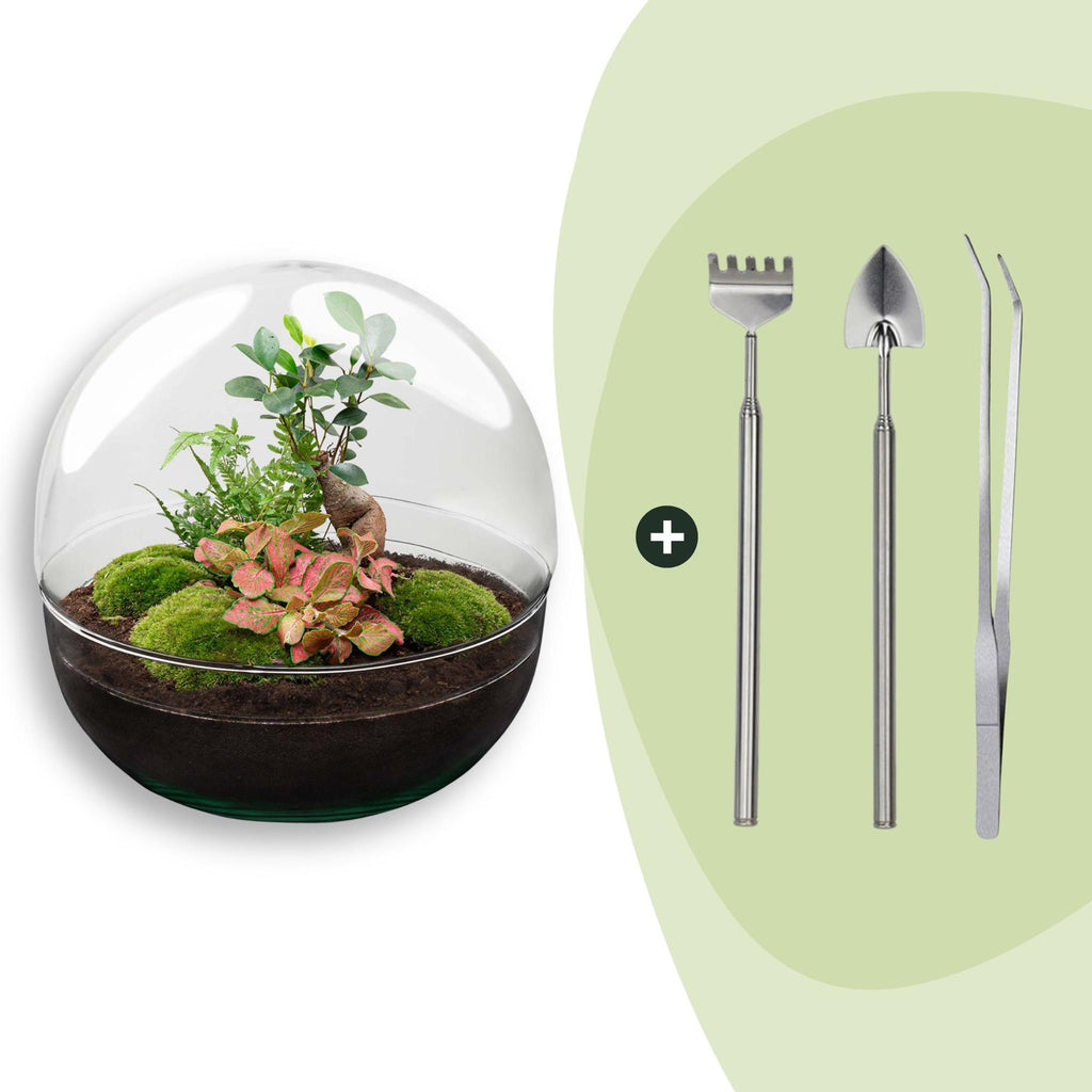 DIY Planten terrarium tweedelig bolglas - Dome XL Bonsai - Ø 28 cm ↑ 28 cm - Rake + Shovel + Tweezer