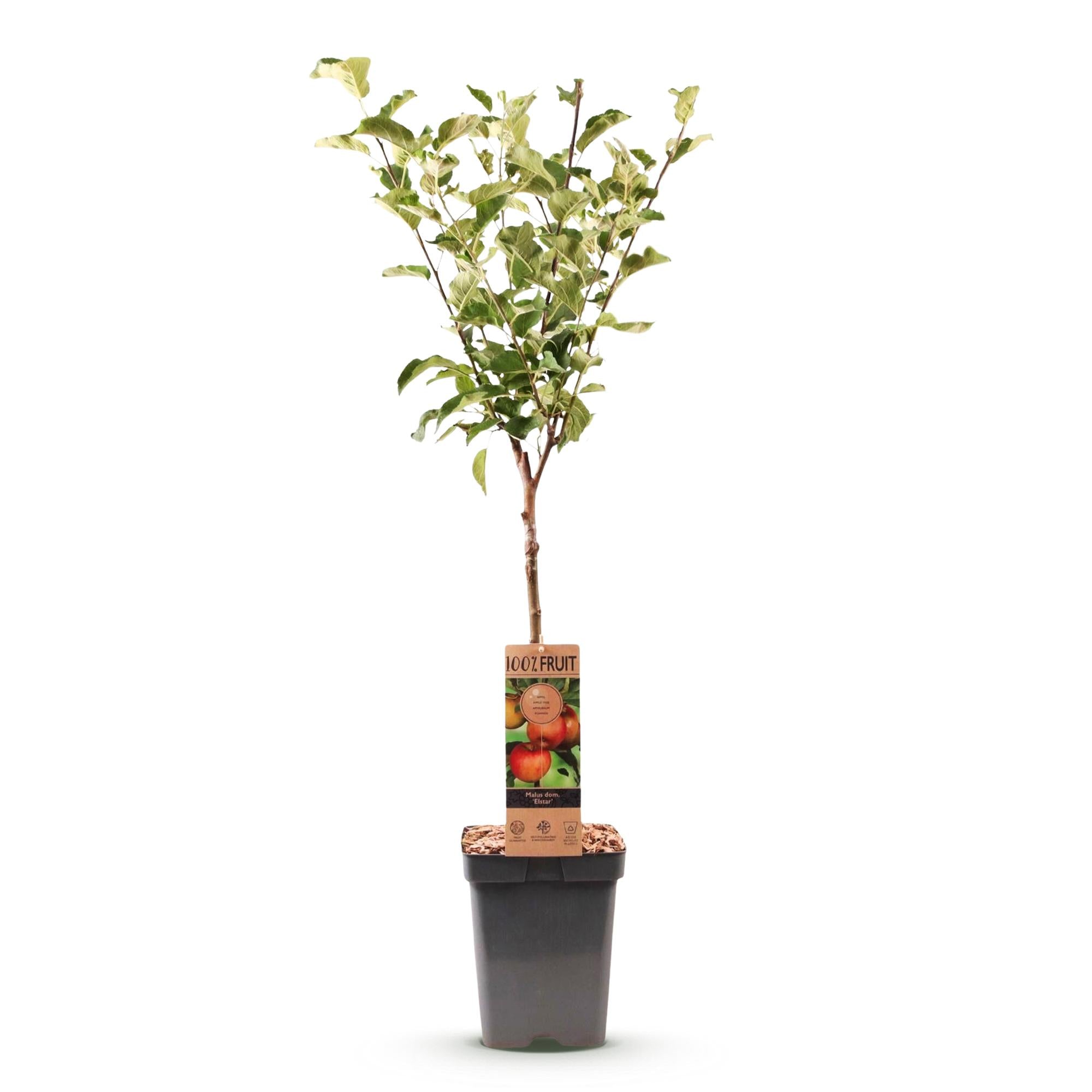 Fruitboom - Malus domestica Elstar - Appelboom - Winterhard - Rood-Groene Appel - 1 Plant - Pot 21cm - Hoogte 90cm