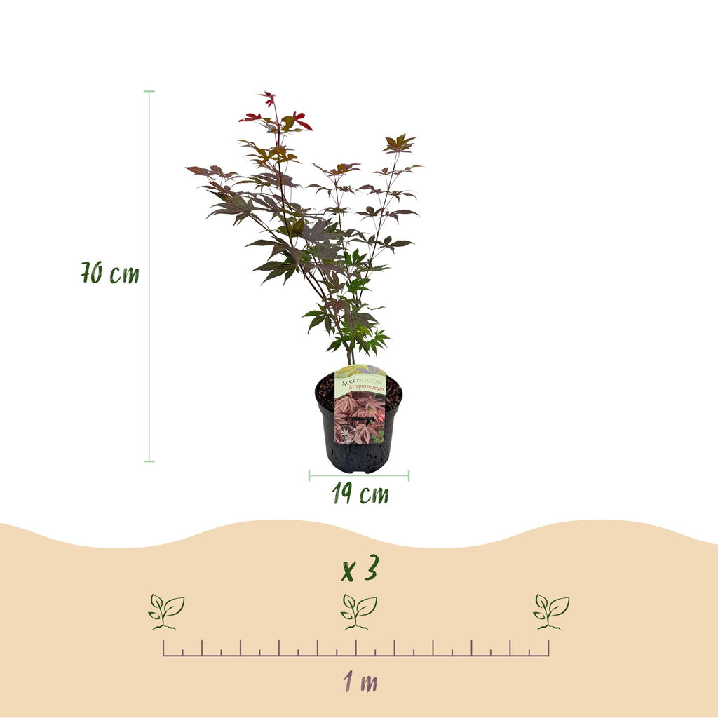Terrasplant - Japanse Esdoorn - Acer palmatum Atropurpureum - Paars - 2 Planten - Bladverliezend - Pot 19cm Hoogte 70cm