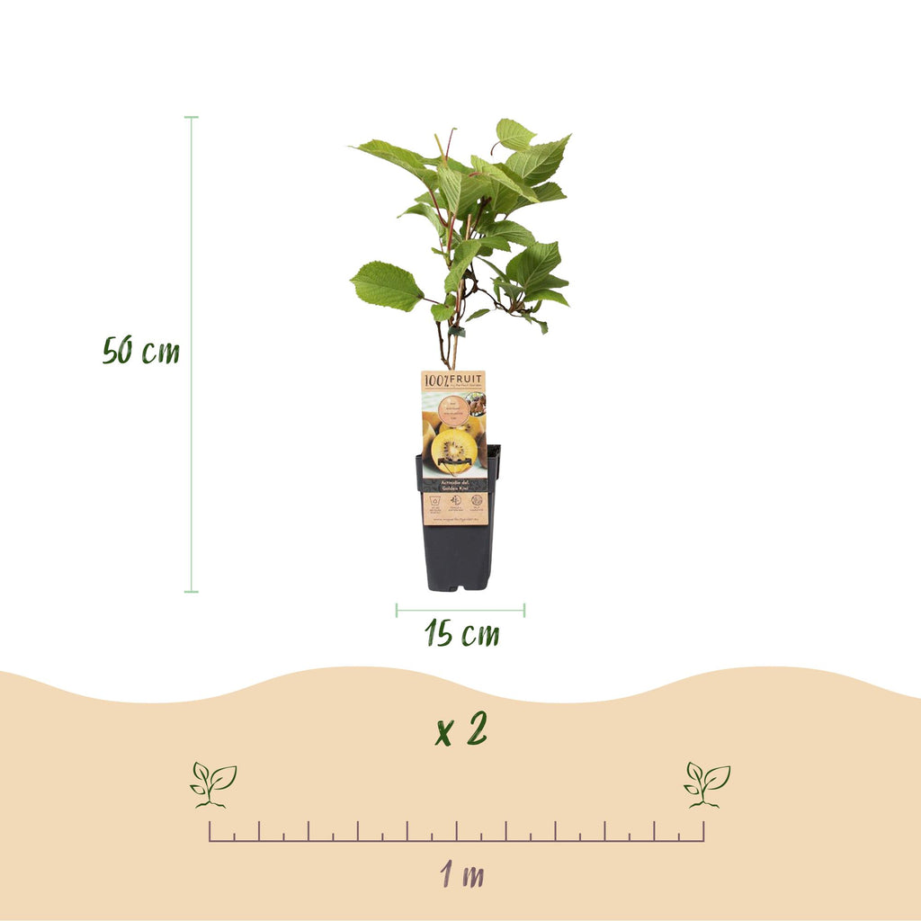 Fruitplant - Groene & Gele Kiwi - Actinidia deliciosa Jenny & Golden Kiwi  - 2 planten  - Pot 15cm Hoogte 50cm