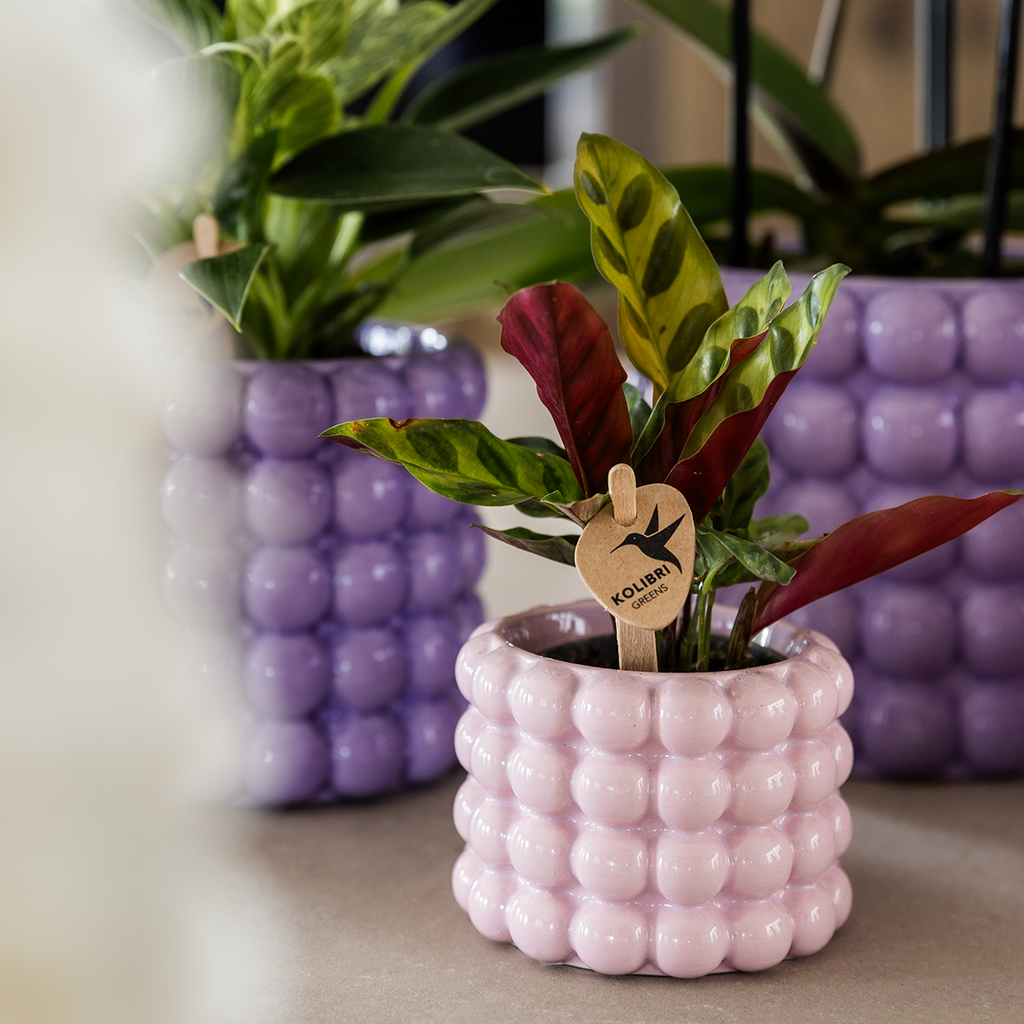 Kolibri Company | Plantenset Poppy Mix | Paars, wit, oranje & roze met groene planten Ø6 cm