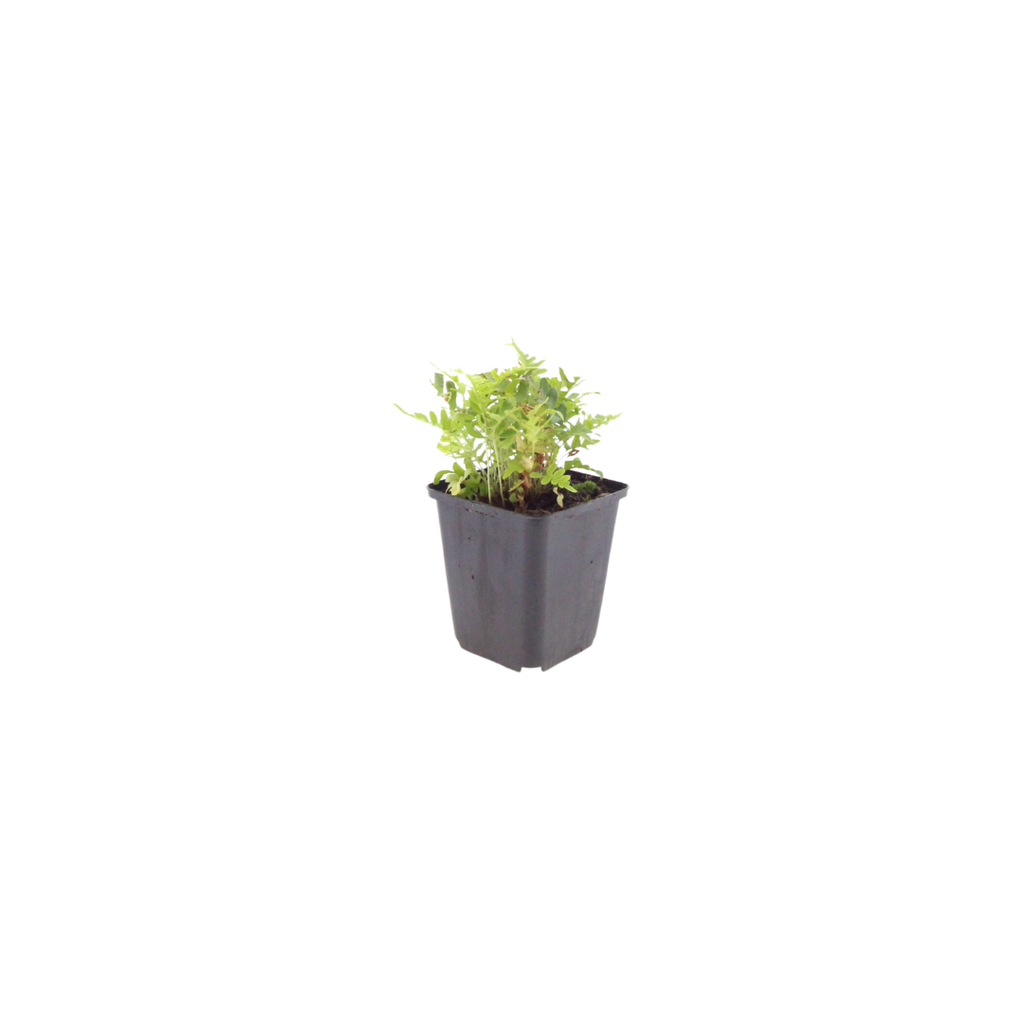 48x Polypodium vulgare - ↕10-25cm - Ø9cm