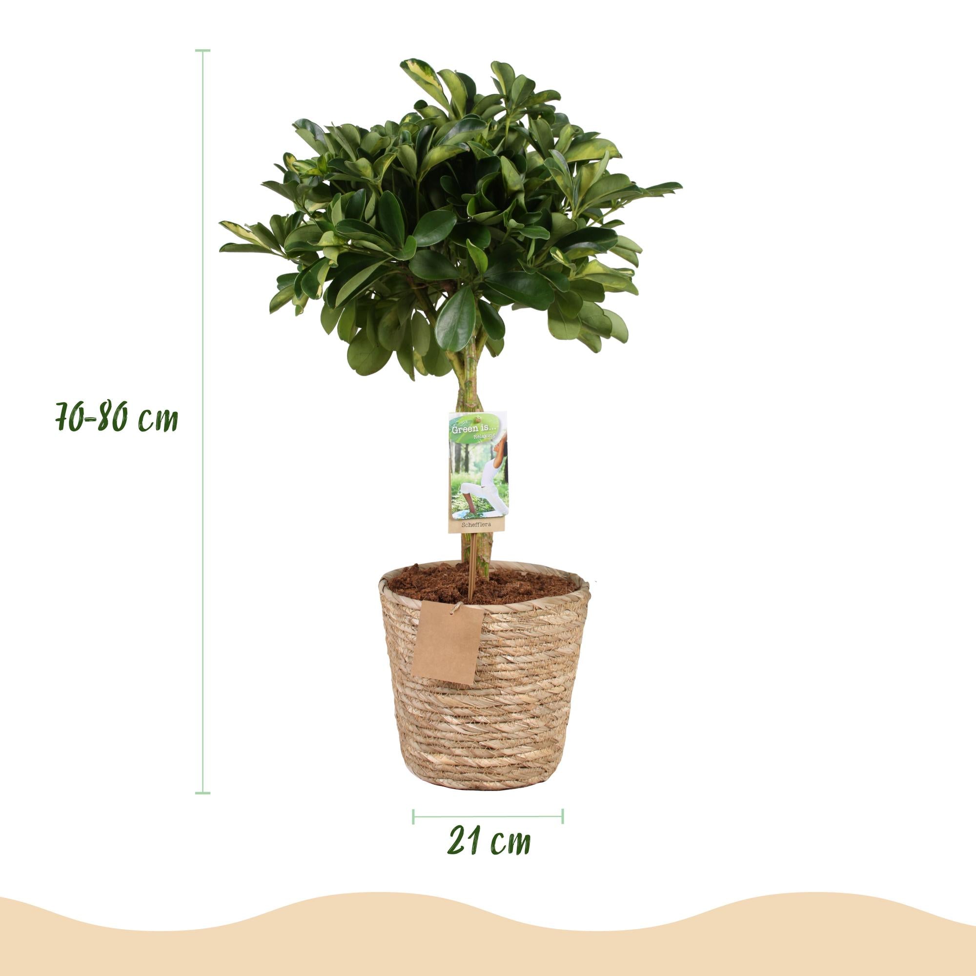 Green is… Kamerplanten - Schefflera Gold Capelle - Vingerboom - Weinig onderhoud - met mand - Groen - goud - 1 Plant - Pot 21cm - Hoogte 70-81cm