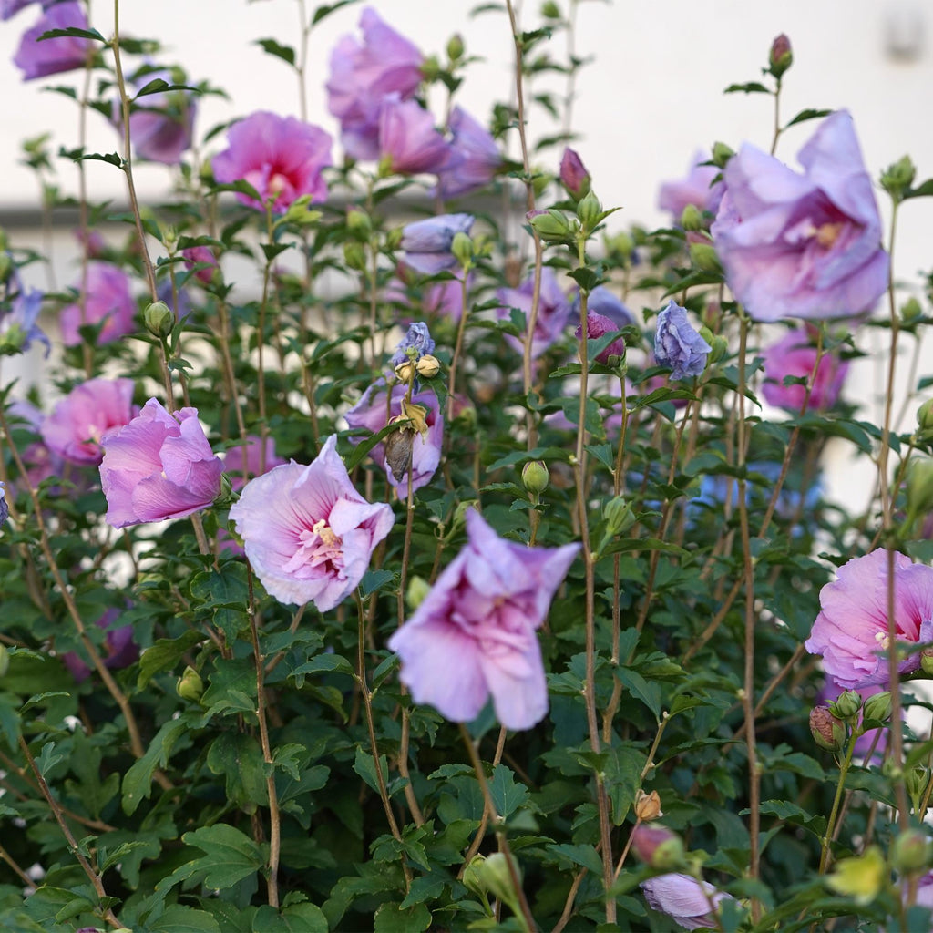 Plant op Stam -Hibiscus syriacus Lavendor Chiffon® - Terras Plant - Bladverliezend - Winterhard - Paarse Bloem - Pot 19cm Hoogte 90cm