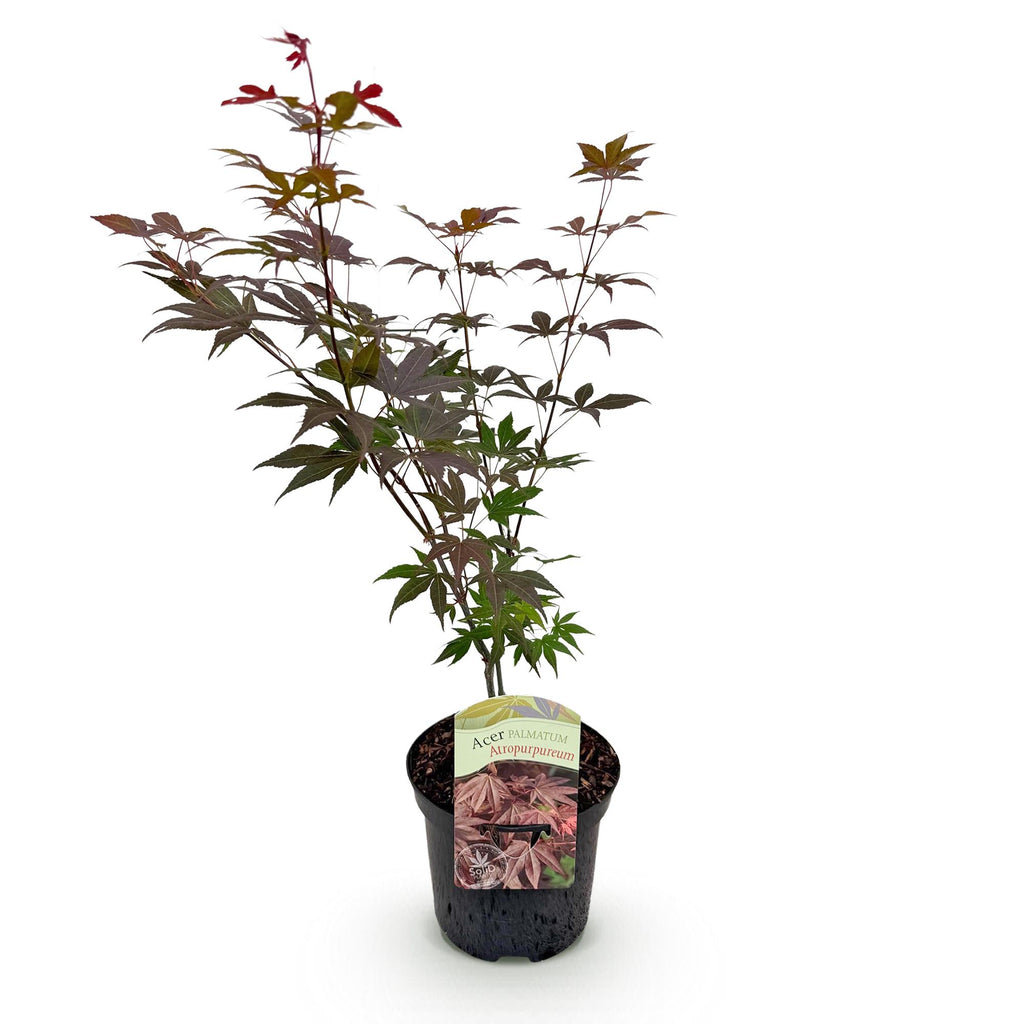 Terrasplant - Japanse Esdoorn - Acer palmatum Atropurpureum - Paars - 1 Plant - Bladverliezend - Pot 19cm Hoogte 70cm