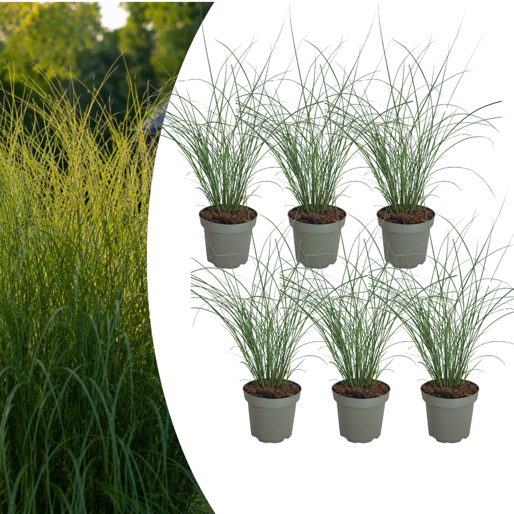 6x Miscanthus sinensis ‘Gracillimus’ – Elegant prachtriet met sierlijk overhangend blad | Potmaat 12 cm