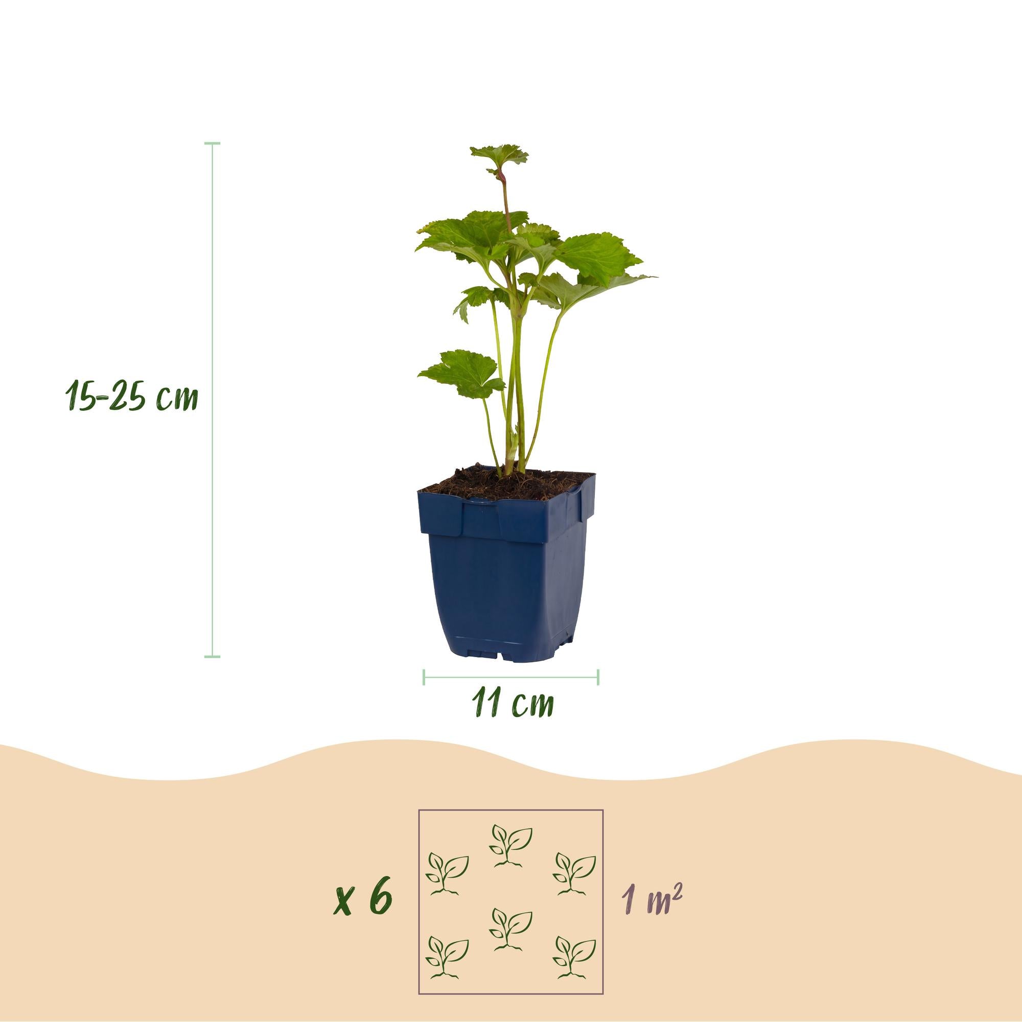 Vasteplant - Anemone hybr. Kön. Charlotte - Herfst Anemoon - Schaduw - Roze - 1 Plant - Pot 11cm - Hoogte 15-25cm