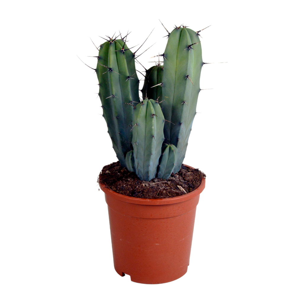 Myrtillocactus geometrizans 17 cm - zonder pot