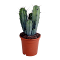Myrtillocactus geometrizans 17 cm - zonder pot